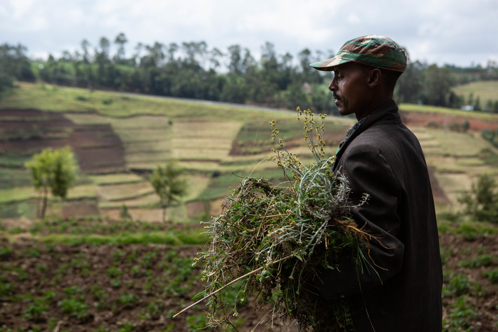 Warfare, Not Climate, Is Driving Resurgent Hunger in Africa, Says Study