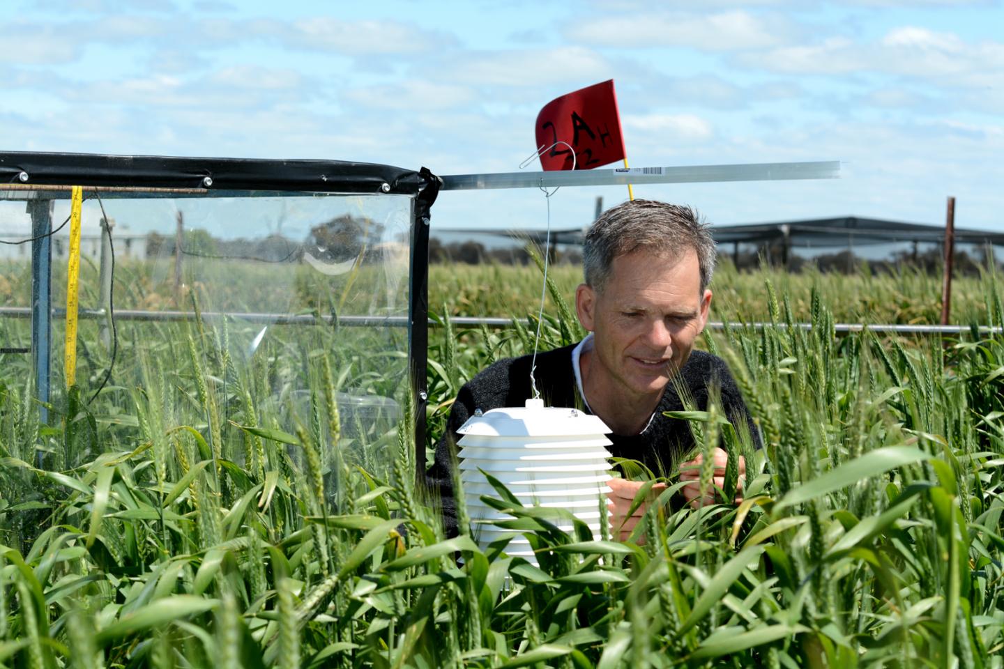 Researcher in Wheat Field