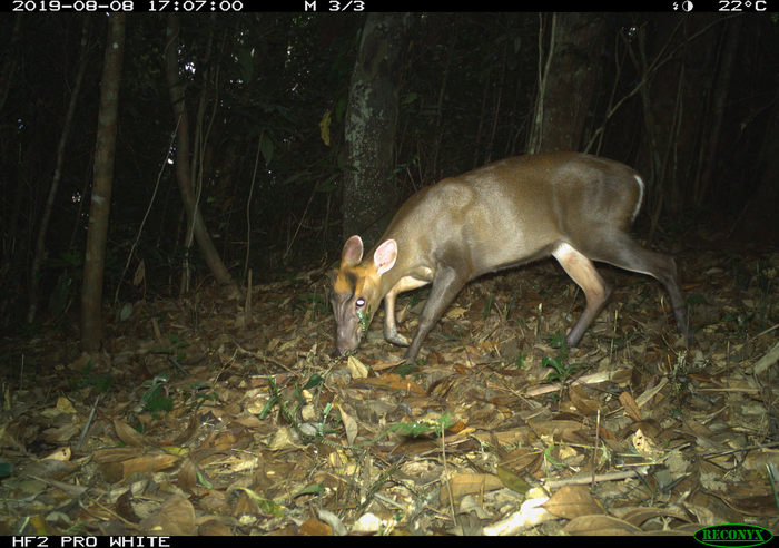 Annamite dark muntjac