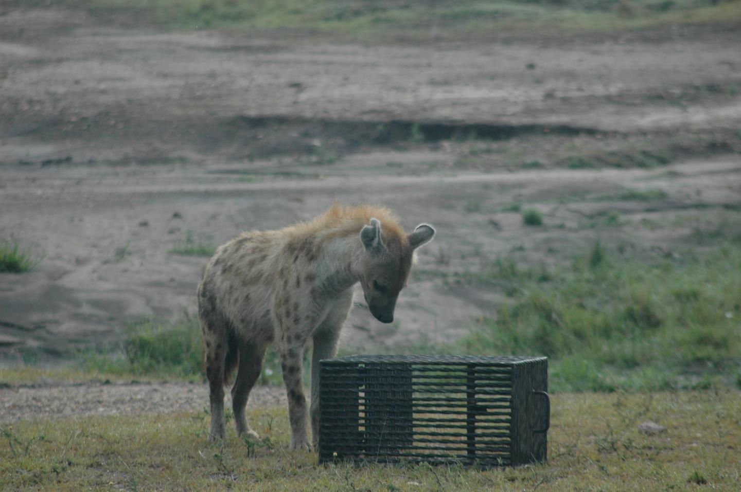 Hyena and a Puzzle Box