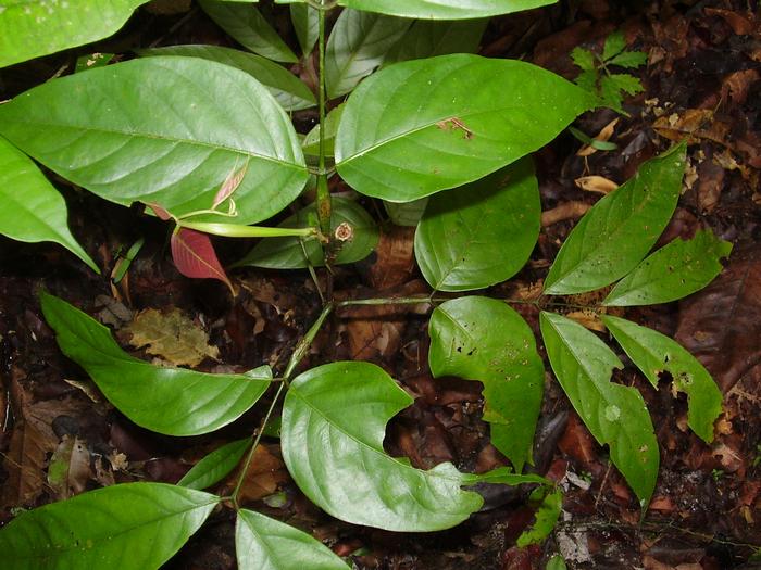 Tree seedling regenerating in secondary forest in the Peruvian Amazon