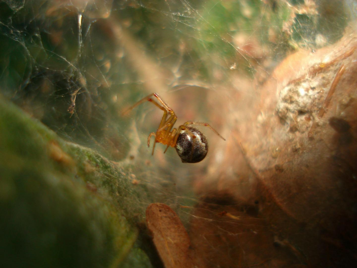 Researchers Find Hurricanes Drive the Evolution of More Aggressive Spiders