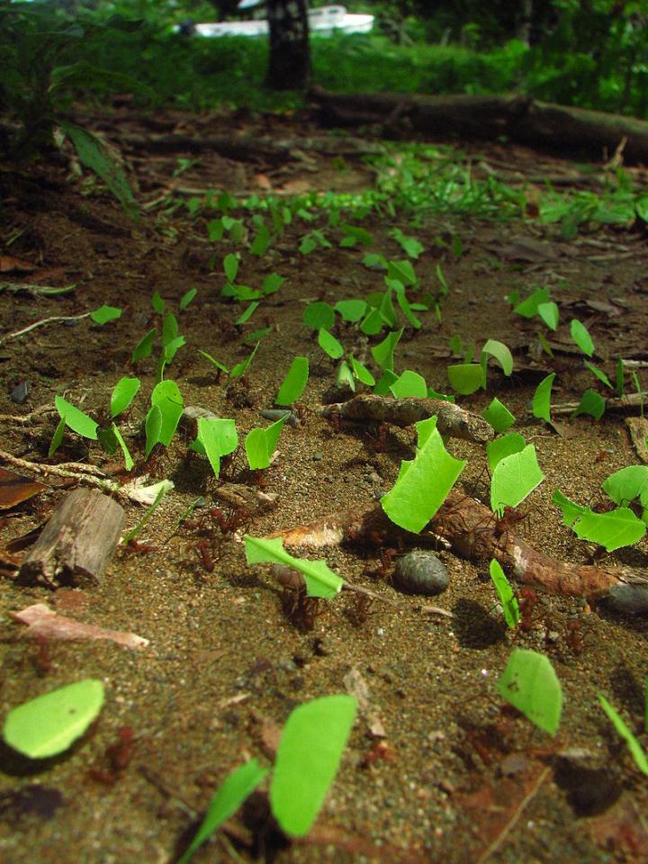 Leaf Cutter Ants Engaged in Cooperative Labor