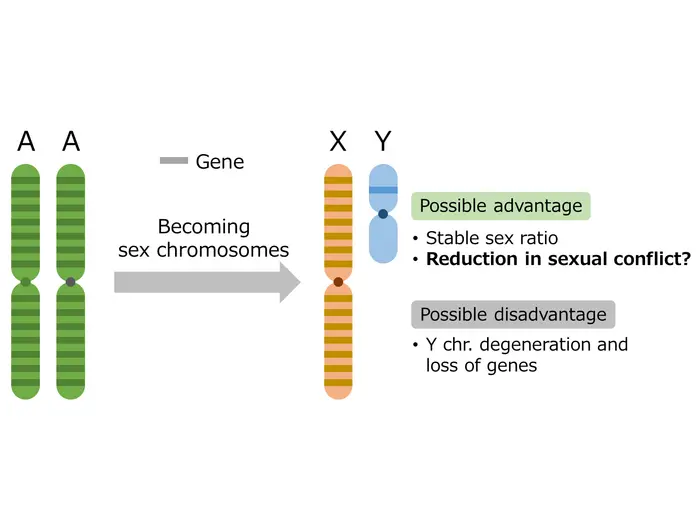 Pros and cons of a sex chromosome.