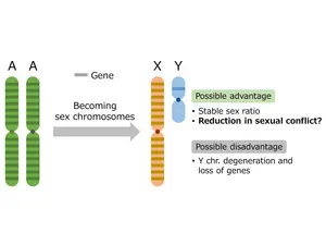 Pros and cons of a sex chromosome.