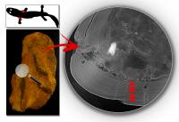 High-Resolution Synchrotron X-Ray Scans of <em>Acanthostega</em> Fossil Limb Bones (1 of 2)
