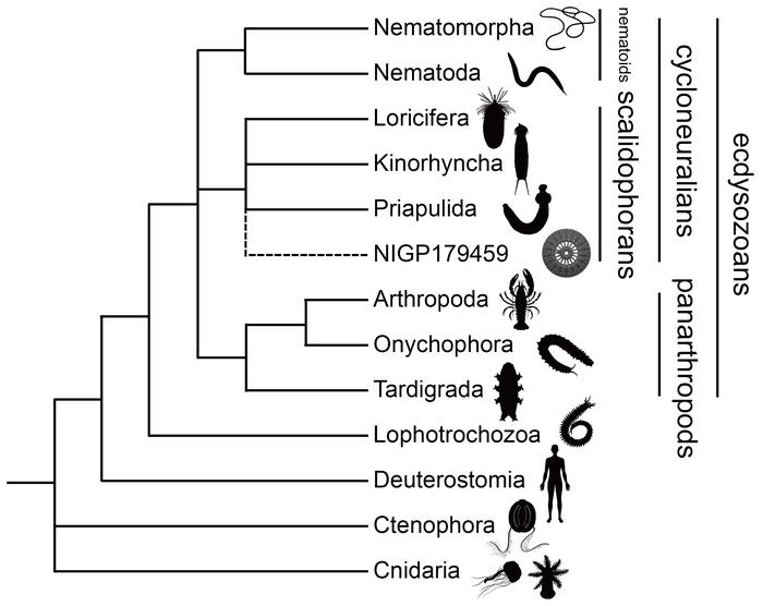 Phylogenetic position of scalidophorans represented by NIGP179459