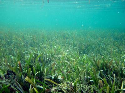 Three Steps for Seagrass Success (5 of 9)