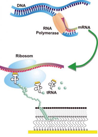Cell-Free Synthesis