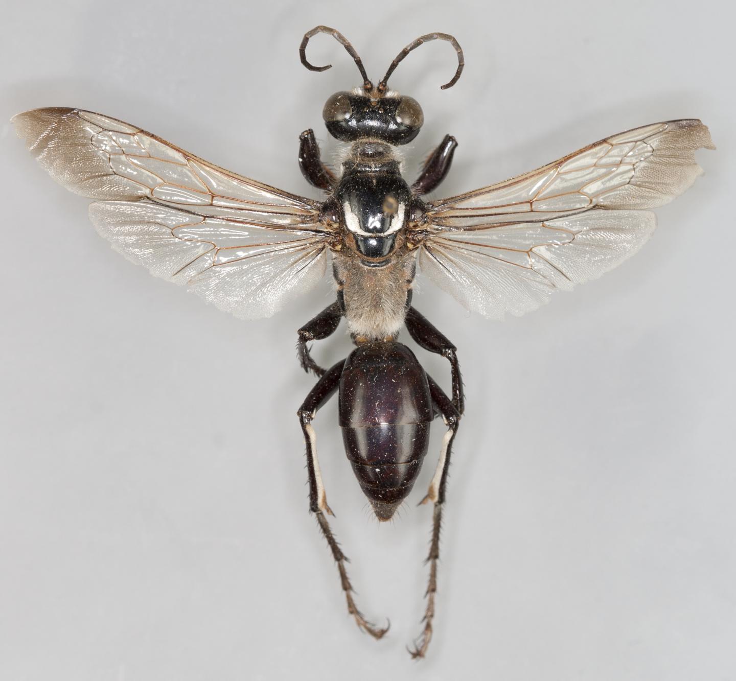 <em>Sphex corporosus</em>