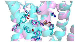 Comparison of the AI model of TAAR1 (turquoise) and a structure of the receptor determined by experiment (purple).