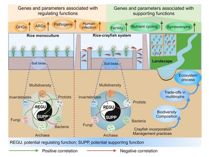 Effects of integrated rice-crayfish farming on soil biodiversity and functions