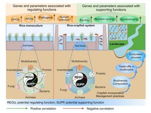 Effects of integrated rice-crayfish farming on soil biodiversity and functions