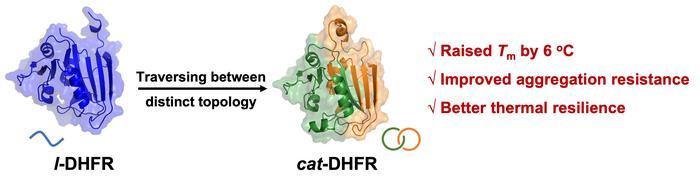 Schematic diagram of DHFR topology traversing and the resulting functional benefits