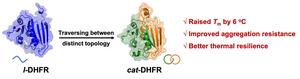 DHFR拓扑穿越的示意图及索烃化带来的功能优势