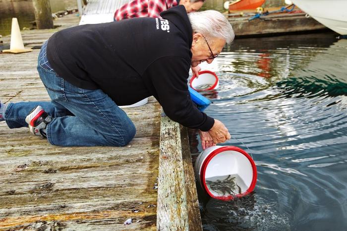 Releasing tagged coho salmon