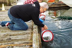 Releasing tagged coho salmon