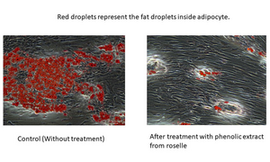 Fat droplets in adipocytes