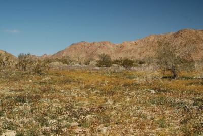 <i>Eschscholzia androuxii</i> (2 of 2)