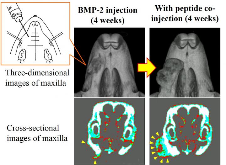 Peptide Co-injection Thickens Mouse Bone