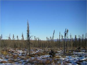 Black spruce bog