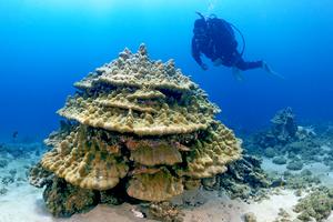 Coral head with research diver