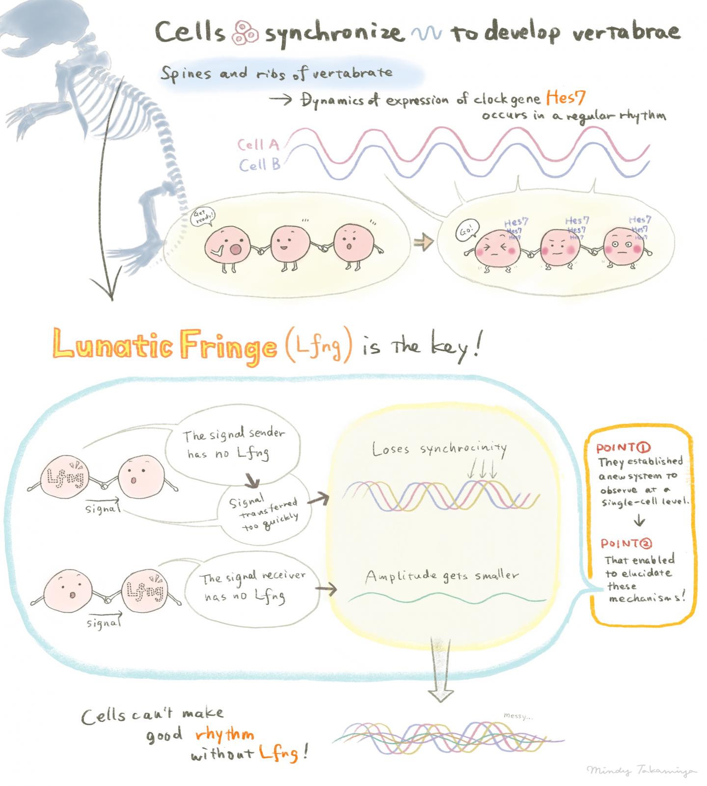 Schematic Illustration