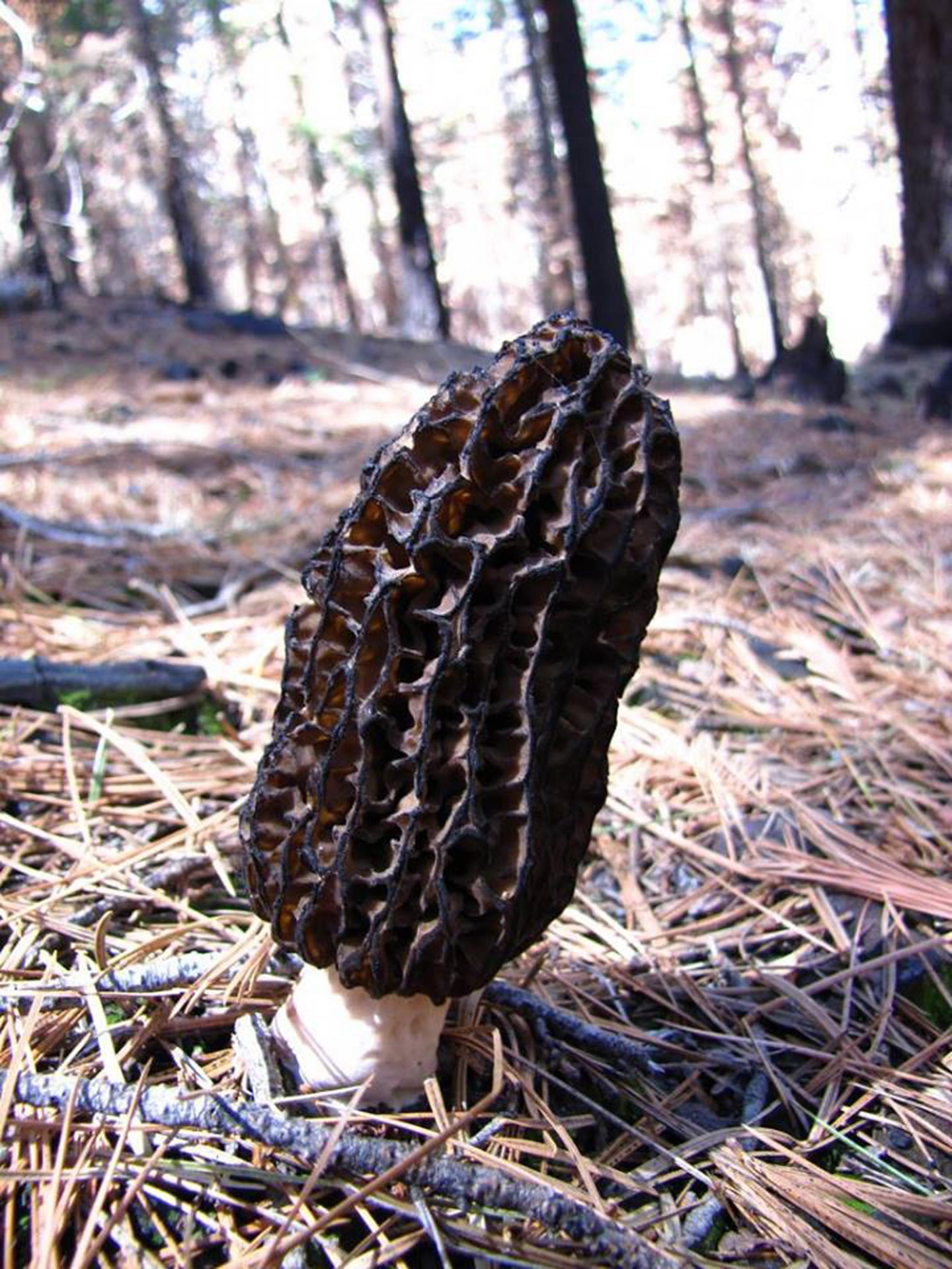 Morel Mushroom [IMAGE] EurekAlert! Science News Releases