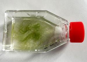 The filamentous streptophyte alga Zygnema growing in a cell culture flask