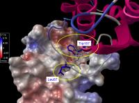 Blocking Interleukin-6 Proteins