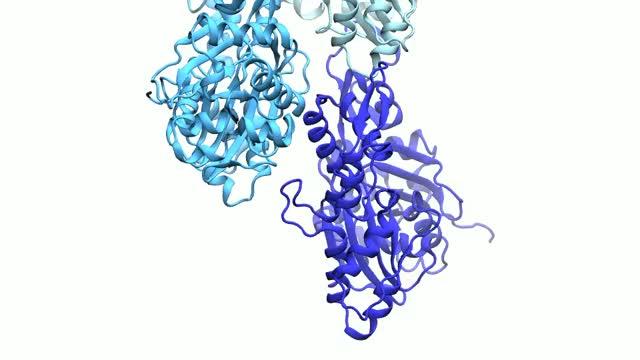 Movie showing loose contact that forms between barbed end subunits of actin filaments