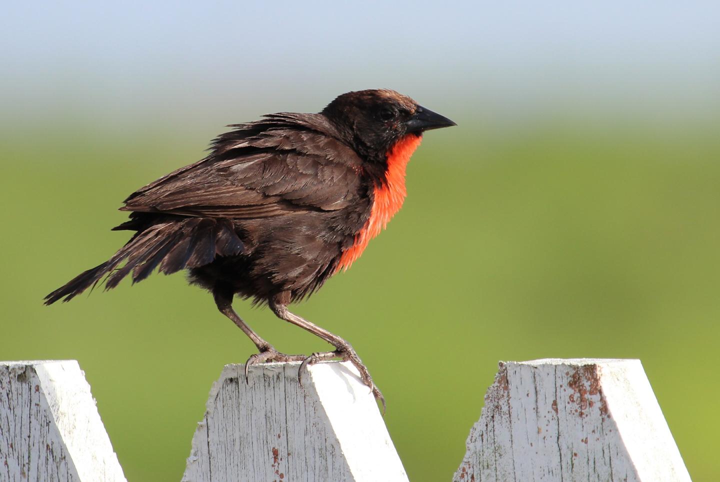 Red-breasted Blackbird (Sturnella militaris)