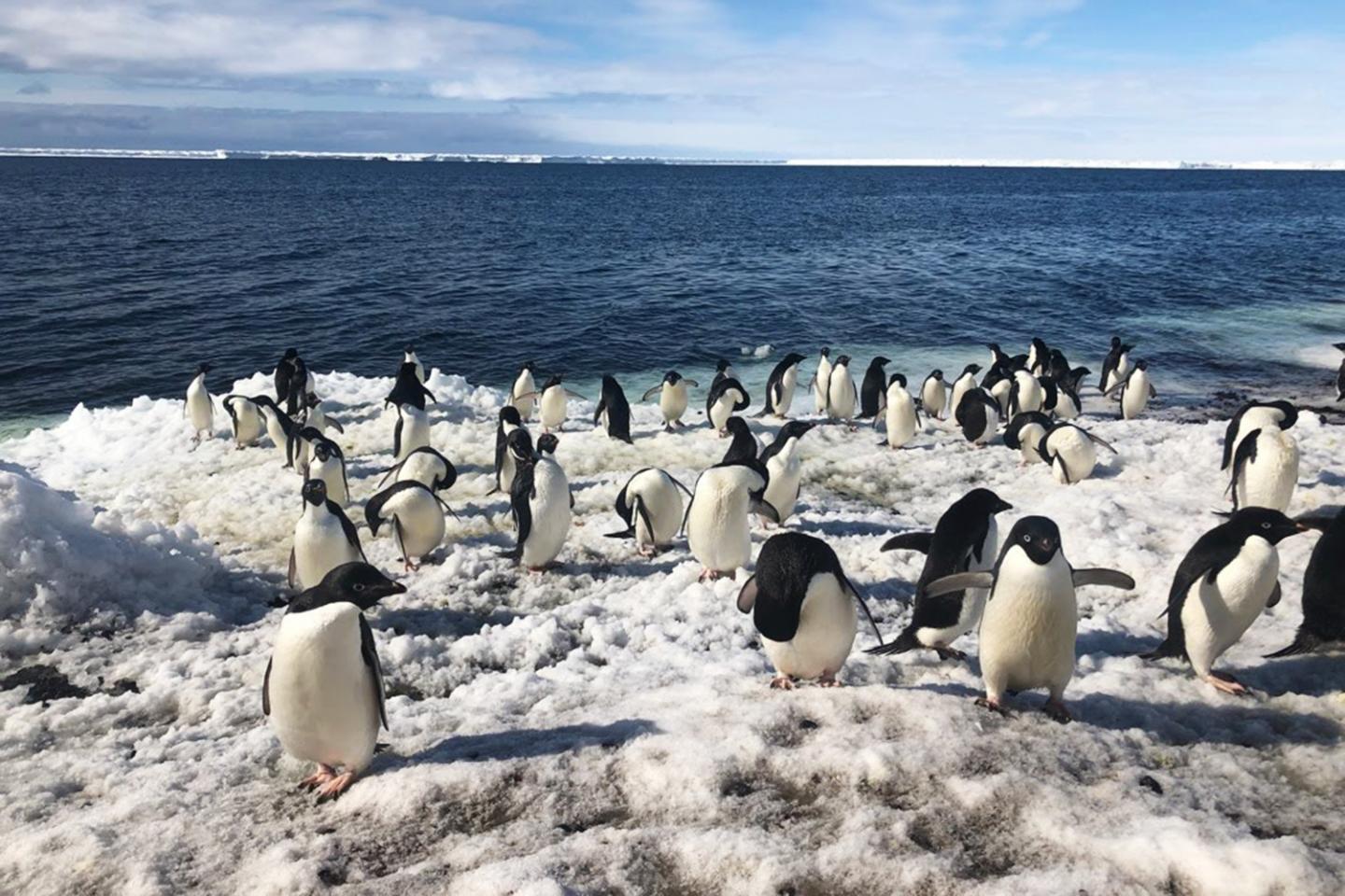 penguin-on-ice_1500x