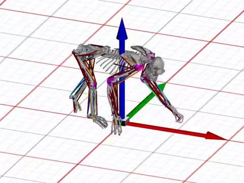 Computer Simulation of Walking Chimpanzee Skeleton