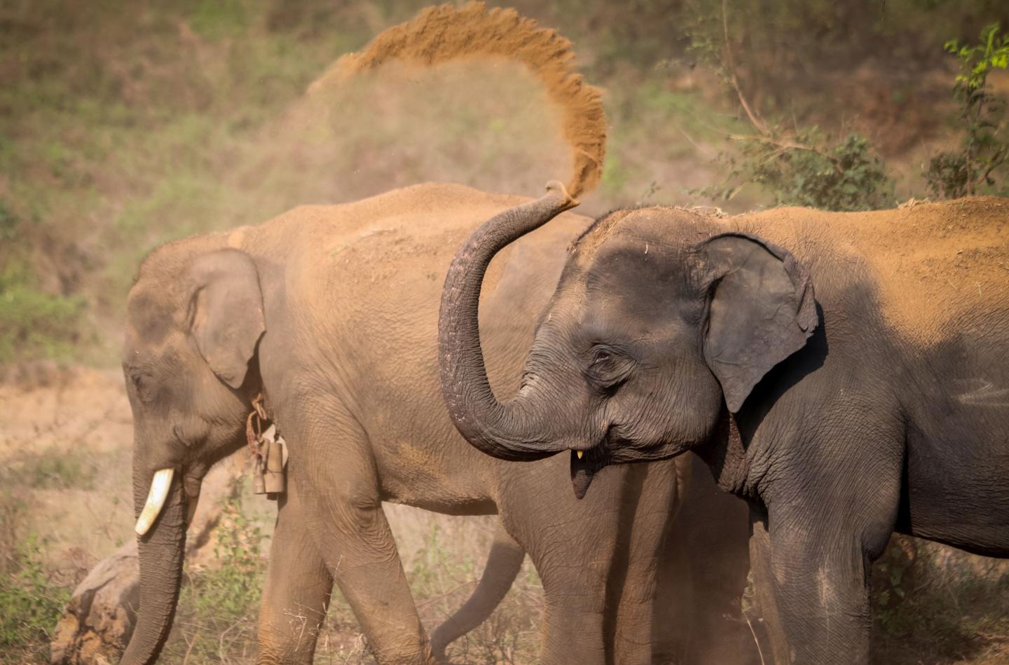 Sex Differences In Personality Traits In Asian Elephants Science Codex 0868