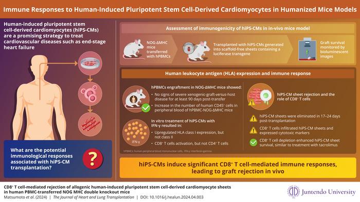 CD8+ T cells mediate the immune response to human-induced pluripotent stem cell-derived cardiomyocyte sheets in mice models