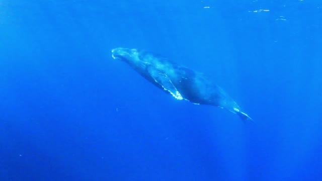 Study of marine noise highlights need to protect pristine Australian waters