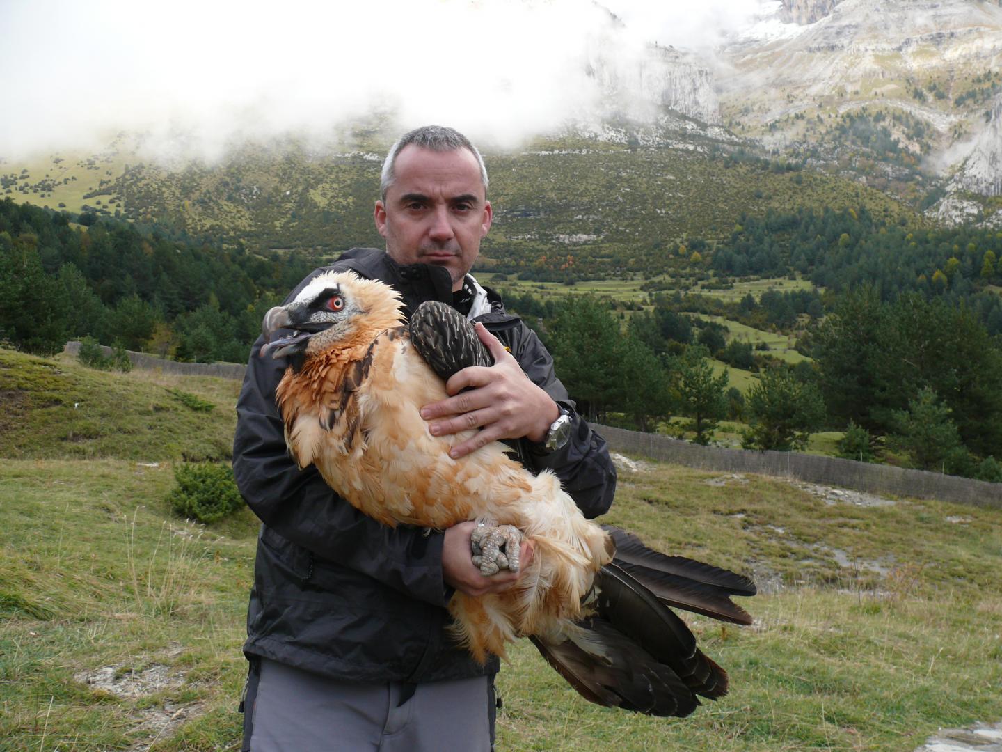 Satellite Telemetry Tracks Bearded Vultures