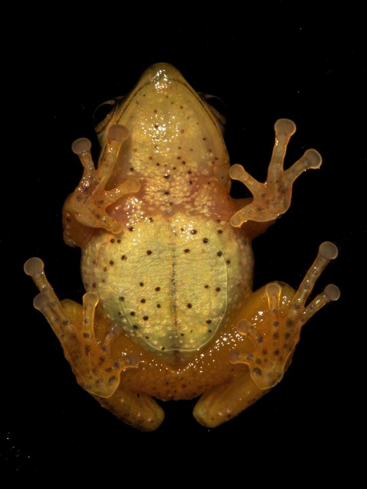 <i>Pristimantis Dorado</i> (2/3)