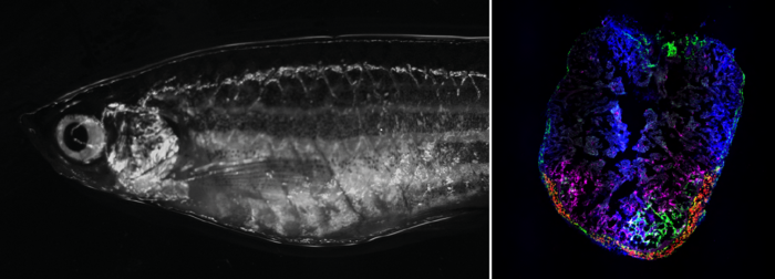 Zebrafish are a model to study regeneration