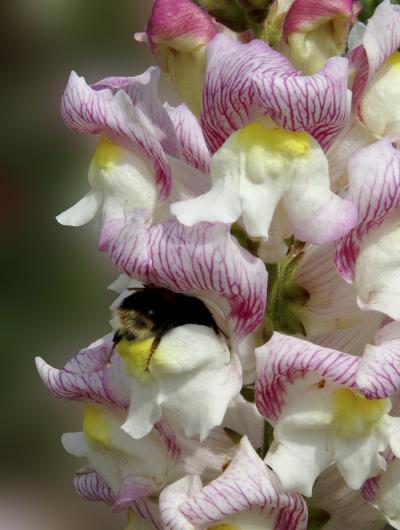 Bee on Antirrhinum Flower