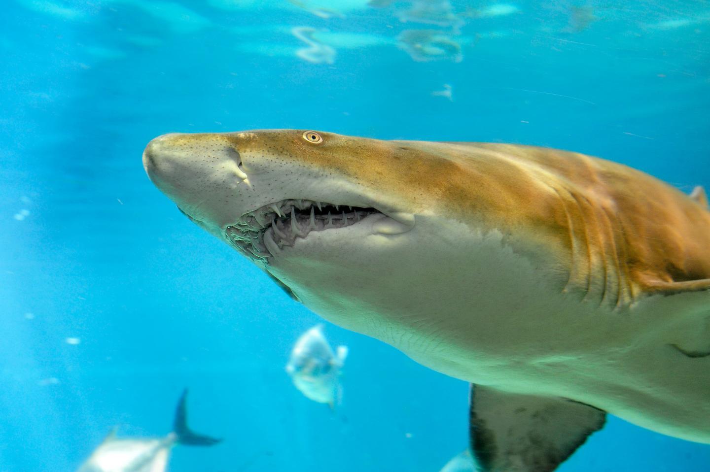 Sand Tiger Shark