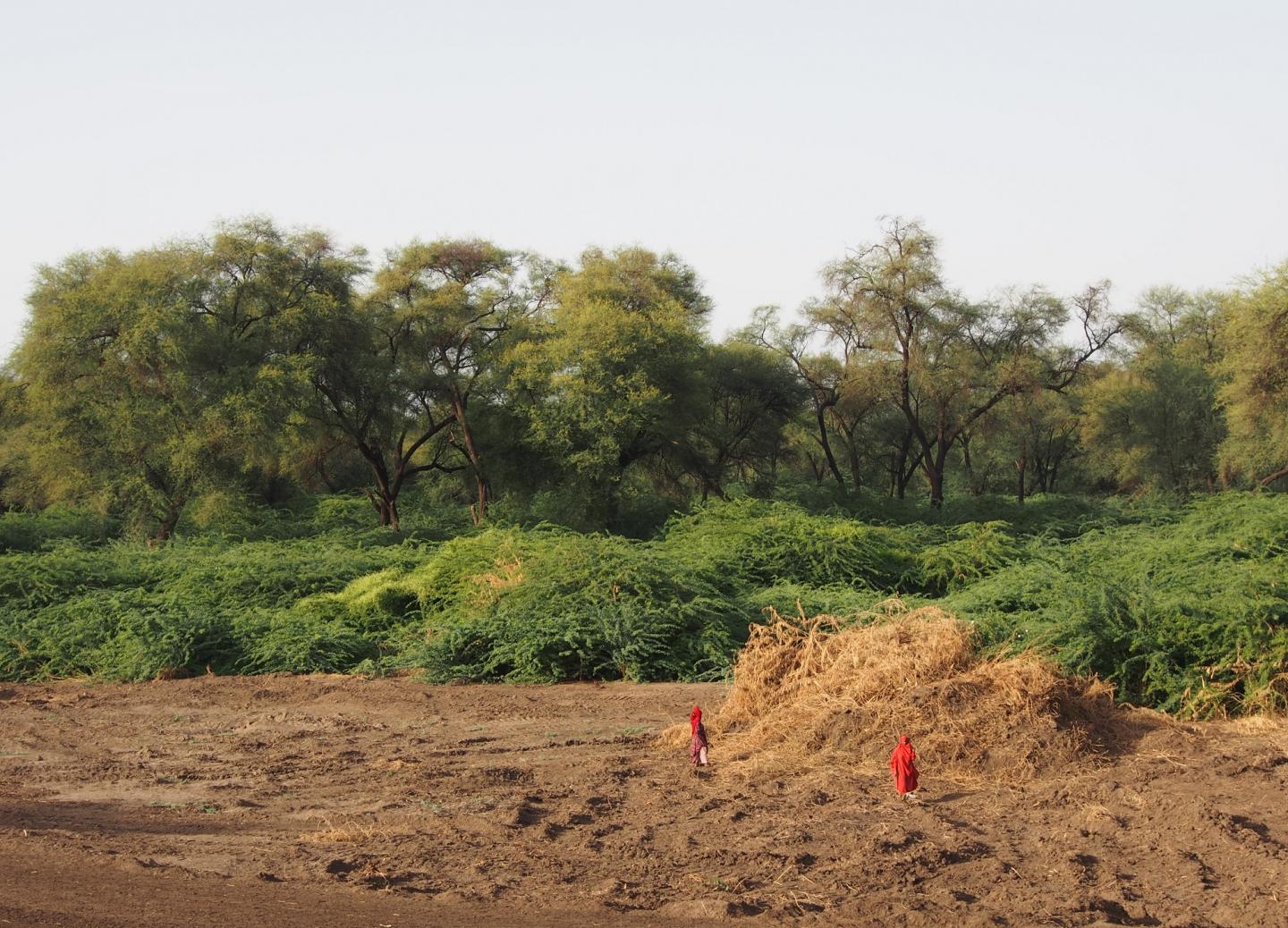 <em>Prosopis</em> Clearing along the Awash river in Ethiopclearing along the Awash River in Ethiopia