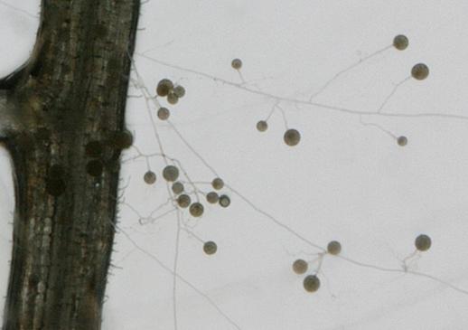 The Spores and Hyphae of 'Friendly' Fungi Interacting with a Plant Root