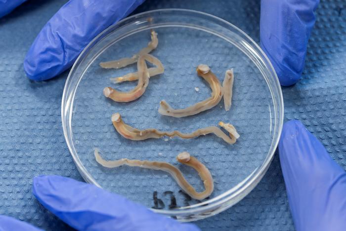 Naked Clam juveniles in petri dish