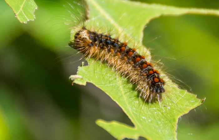 Lymantria dispar larva