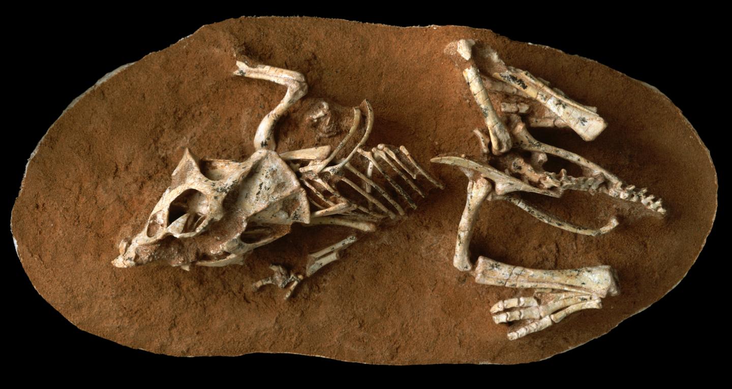 Hatchling <em>Protoceratops</em>