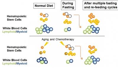 Fasting May Help Protect Against Immune-Related Effects of Chemotherapy and Aging