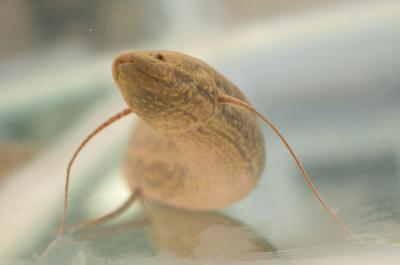 African Lungfish (<i>Protopterus annectens</i>) (1 of 2)