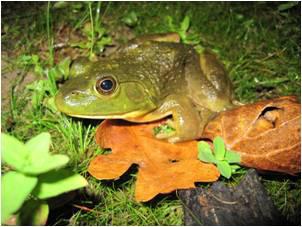 Frog Microbiome